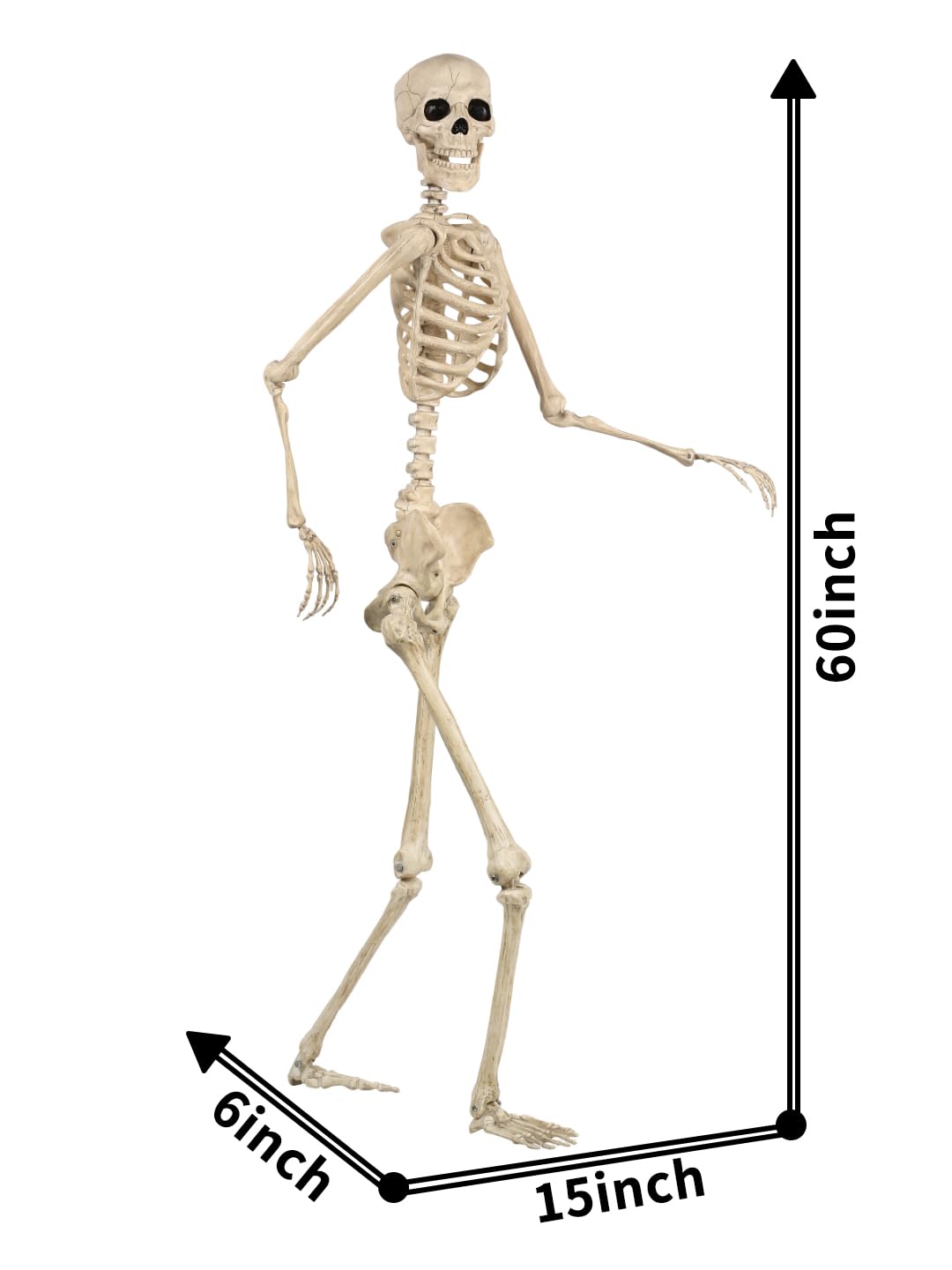 5 FT Life Size Skeleton Halloween Decoration B95773