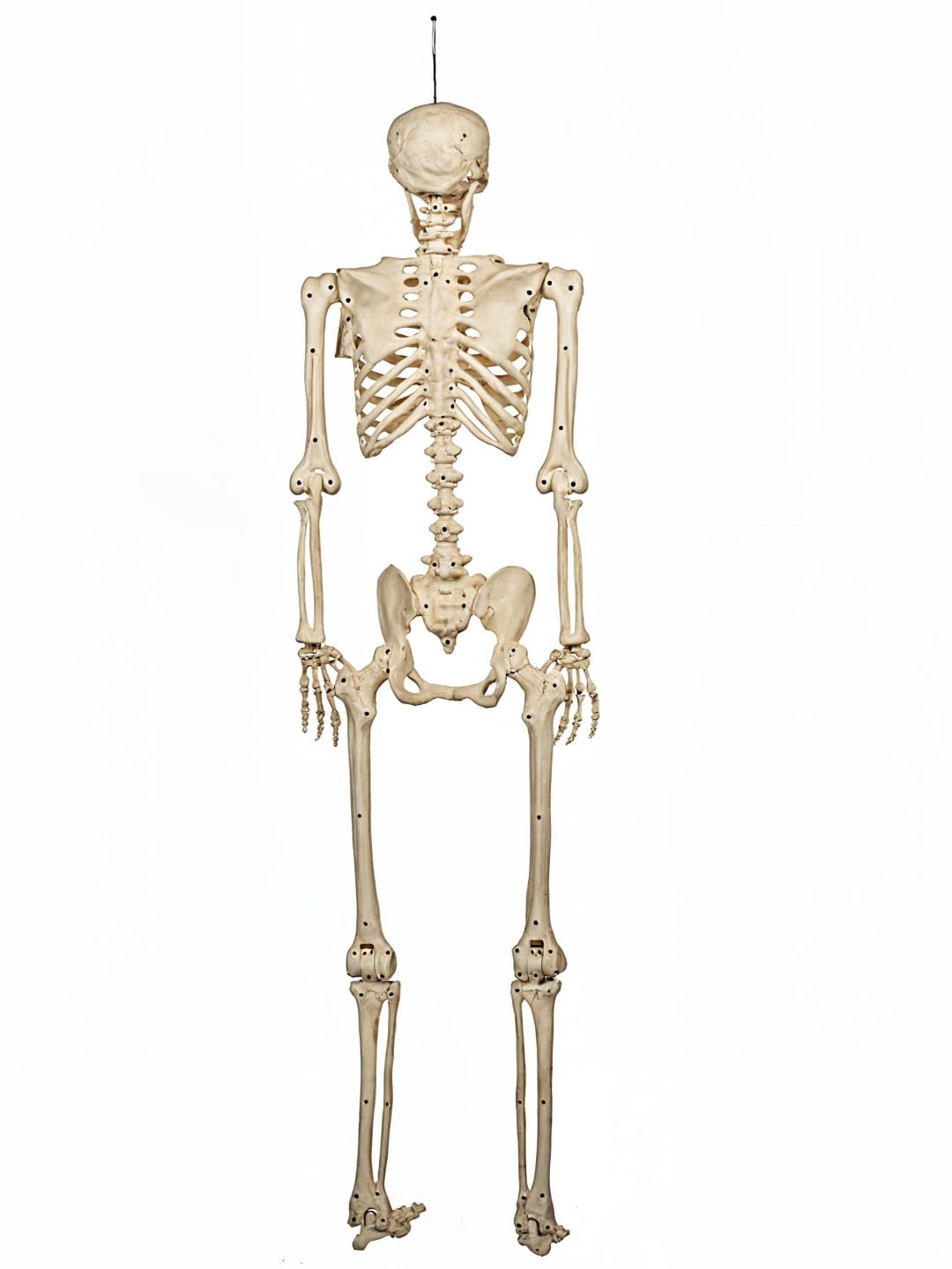 5 FT Life Size Skeleton Halloween Decoration B95773