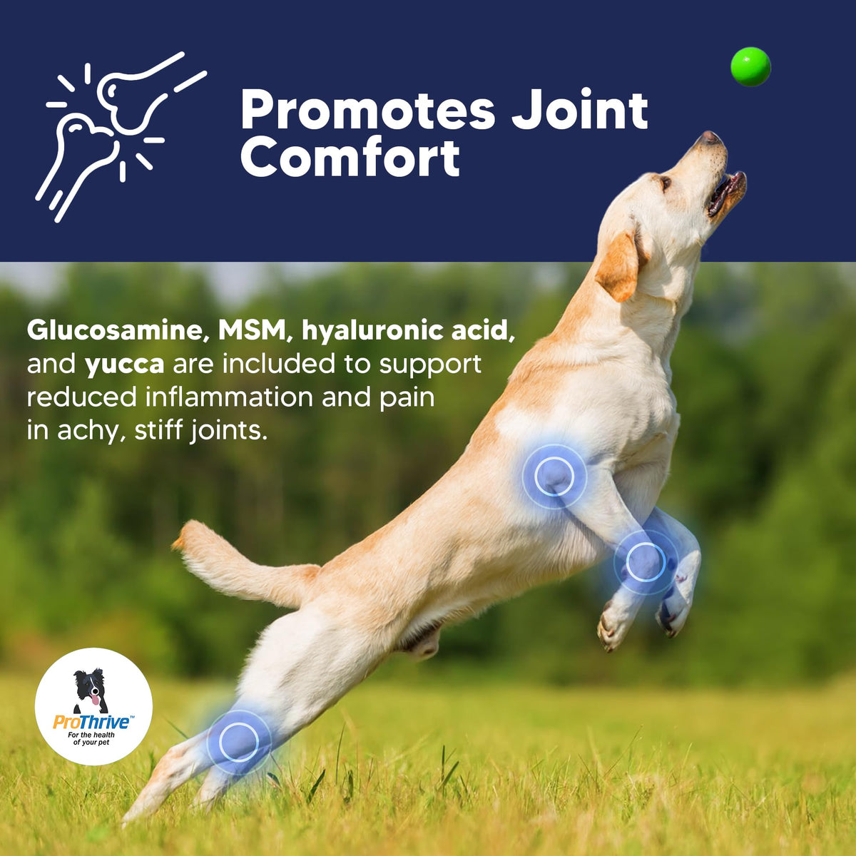 12 Oz Senior Dog Digestive & Joint Supplement W43005
