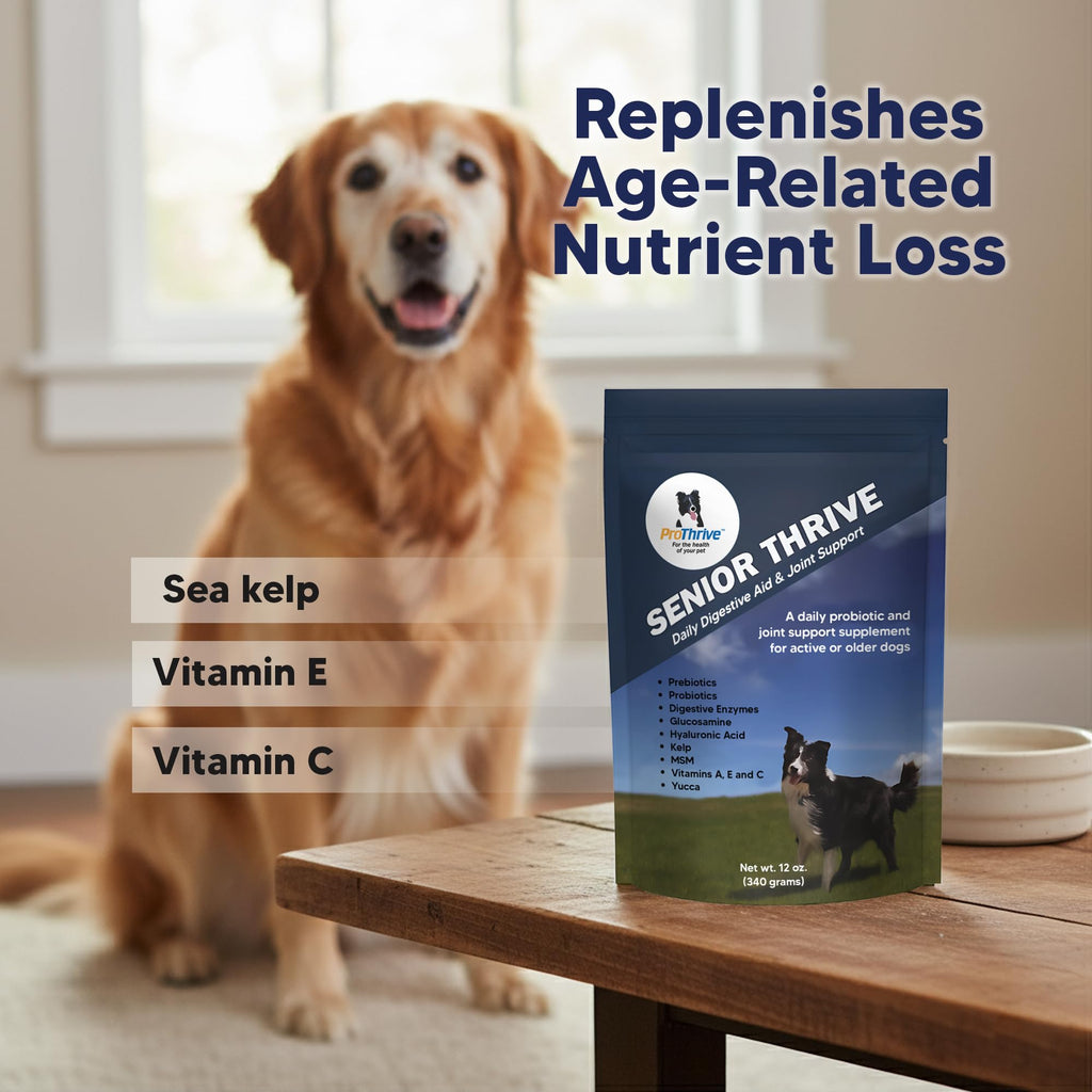12 Oz Senior Dog Digestive & Joint Supplement W43005