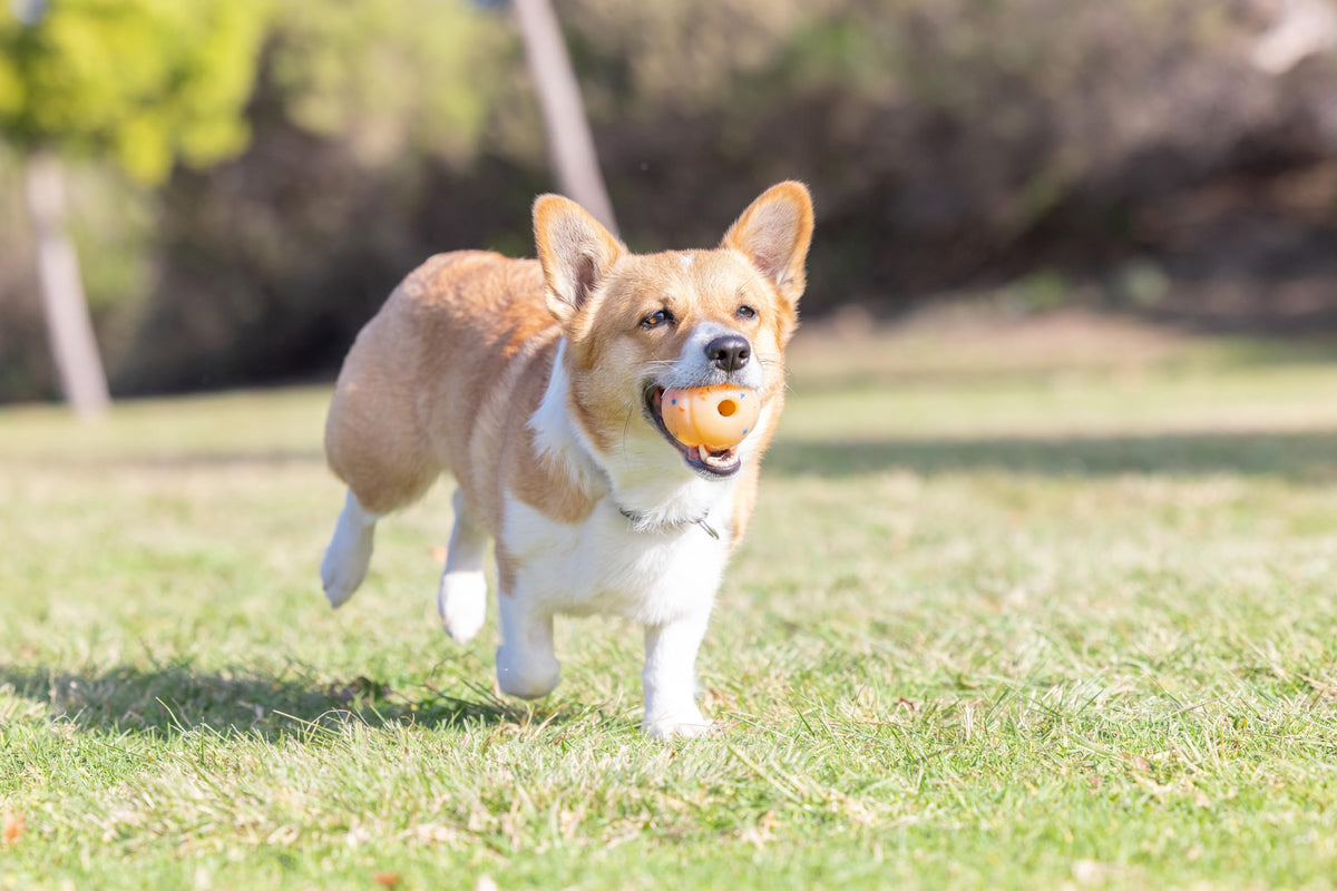 Medium Fetch Ball I1380