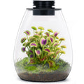 Glass Plant Terrarium with Grow Light B660